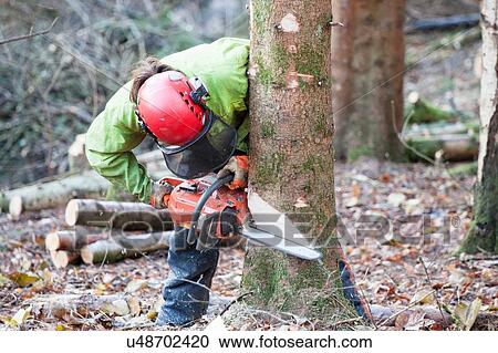Stock Image - Conservationist working in a reserve to remove non-native conifer trees for natural forest restoration. Fotosearch