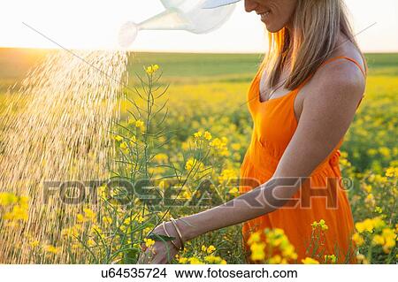 Picture - Cropped view of mid adult woman watering canola with transparent watering can. Fotosearch