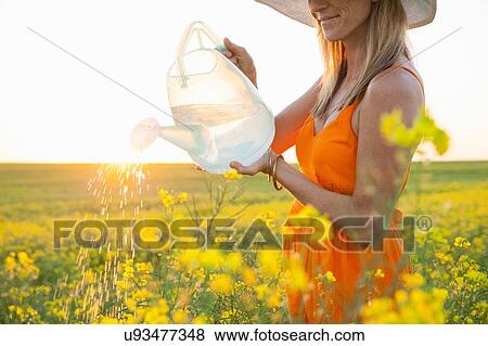 Stock Photo - Cropped view of mid adult woman watering canola with transparent watering can. Fotosearch