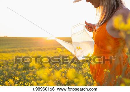 Stock Photograph - Cropped view of mid adult woman watering canola with transparent watering can. Fotosearch