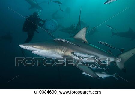 Diver and Oceanic Blacktip sharks (carcharhinus limbatus) gathering at Aliwal Shoal, Durban, South Africa View Large Photo Image Stock Image - Diver and Oceanic Blacktip sharks (carcharhinus limbatus) gathering at Aliwal Shoal, Durban, South Africa. Fotosearch