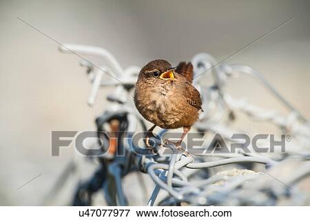Stock Photo - Fair Isle wren (troglodytes troglodytes fridariensis) on metal fence, Fair Isle, Shetland, United Kingdom. Fotosearch