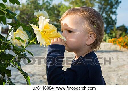 Picture - Female toddler smelling yellow rose on patio. Fotosearch
