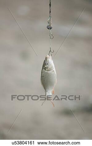 Stock Image - Fish caught on hook. Fotosearch