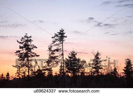Forest at sunset, Ural, Russia View Large Photo Image Stock Photo - Forest at sunset, Ural, Russia. Fotosearch