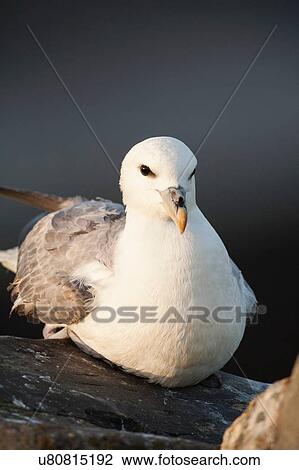 Stock Image - Fulmar (fulmarus glacialis) sitting on rock looking at camera, Fair Isle, Shetland, United Kingdom. Fotosearch