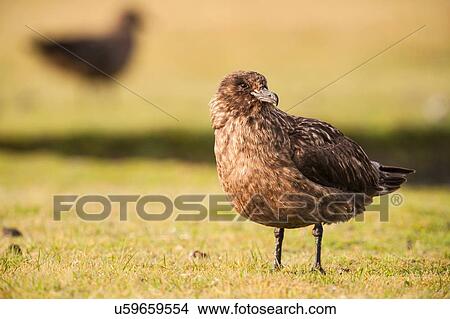 Picture - Great skua, Bonxie, (stercorarius skua) on grass looking away, Fair Isle, Shetland, United Kingdom. Fotosearch