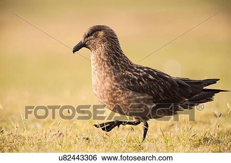 Stock Photograph - Great skua, Bonxie, (stercorarius skua) side view on grass, Fair Isle, Shetland, United Kingdom. Fotosearch