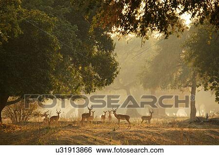 Group of Impala (Aepyceros melampus), Mana Pools National Park, Zimbabwe View Large Photo Image Stock Photograph - Group of Impala (Aepyceros melampus), Mana Pools National Park, Zimbabwe. Fotosearch