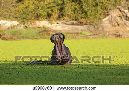 Stock Image - Hippo (Hippopotamus amphibius), mouth open, Mana Pools National Park, Zimbabwe. Fotosearch