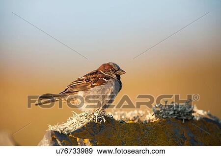 Stock Photo - House Sparrow (passer domesticus) side view on wall, Fair Isle, Shetland, United Kingdom. Fotosearch