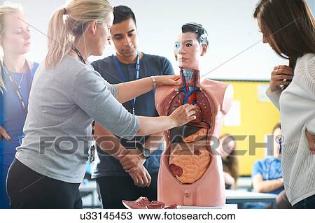 Stock Image - Lecturer speaking to college students in human anatomy class. Fotosearch