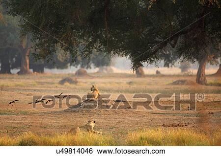 Lionesses (Panthera leo), rear view, Mana Pools National Park, Zimbabwe View Large Photo Image Stock Photograph - Lionesses (Panthera leo), rear view, Mana Pools National Park, Zimbabwe. Fotosearch