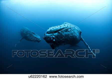 Stock Image - Mature female and young male escort Humpback Whales (megaptera novaeangliae), Roca Partida, Revillagigedo, Mexico. Fotosearch