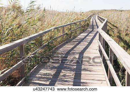 Stock Image - Nature boardwalk through reed bed behind the Mar Menor, Costa Calida, San Javier, Costa Calida, Murcia Region, Spain. Fotosearch