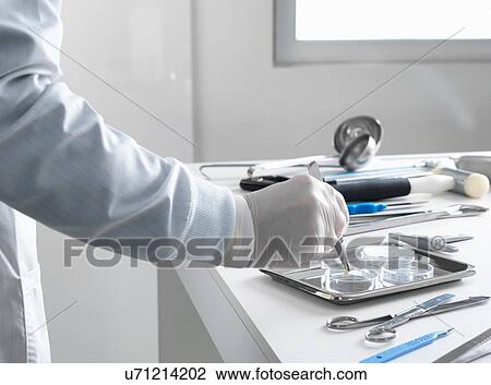 Pathologist taking a sample for analysis during a autopsy View Large Photo Image Stock Image - Pathologist taking a sample for analysis during a autopsy. Fotosearch