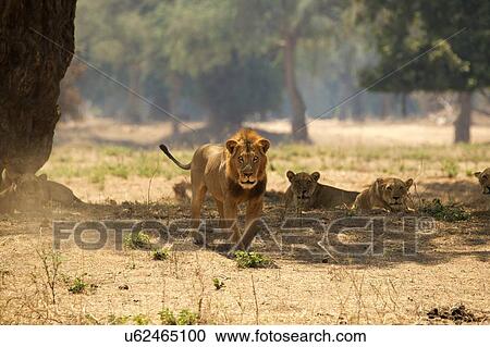 portrait of male lion (Panthera leo), Mana Pools National Park, Zimbabwe View Large Photo Image Stock Image - portrait of male lion (Panthera leo), Mana Pools National Park, Zimbabwe. Fotosearch