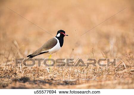 Picture - Red wattled lapwing (vanellus indicus) side view, looking away, Bagan, Myanmar. Fotosearch