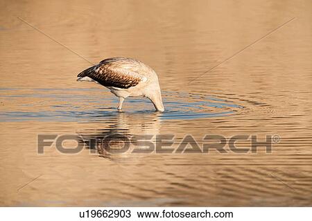 Stock Image - Side view of juvenile greater flamingo, head underneath water, San Pedro del Pinatar, Murcia region, Spain. Fotosearch