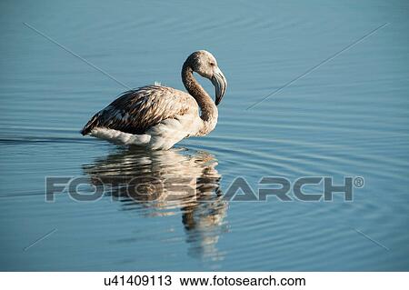 Stock Image - Side view of juvenile greater flamingo in water, San Pedro del Pinatar, Murcia region, Spain. Fotosearch