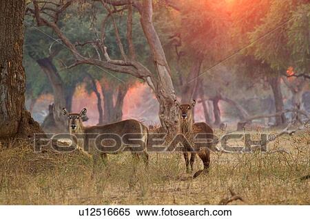 Stock Photography - Two female waterbucks (Kobus ellipsiprymnus), Mana Pools National Park, Zimbabwe. Fotosearch