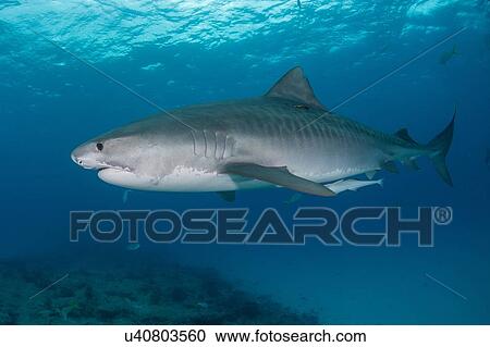 Underwater view of large tiger shark (Galeocerdo cuvier) patrolling reef edge, Northern banks, Bahamas View Large Photo Image Stock Image - Underwater view of large tiger shark (Galeocerdo cuvier) patrolling reef edge, Northern banks, Bahamas. Fotosearch