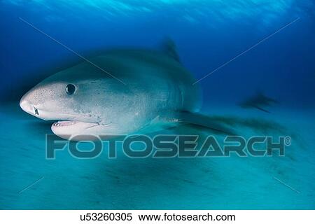 Underwater view of large tiger shark (Galeocerdo cuvier) patrolling reef edge, Northern banks, Bahamas View Large Photo Image Stock Photography - Underwater view of large tiger shark (Galeocerdo cuvier) patrolling reef edge, Northern banks, Bahamas. Fotosearch