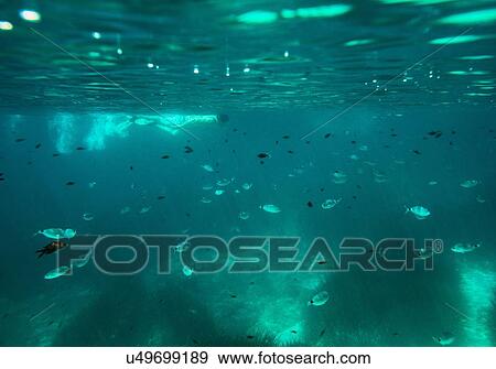 Stock Photo - Underwater view of mature man snorkeling on sea surface, Menorca, Balearic islands, Spain. Fotosearch