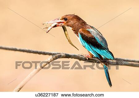 Stock Photo - White-throated Kingfisher (Halcyon smyrnensis) with eel in beak, Israel. Fotosearch
