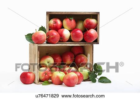 Wood crates filled with fresh apples View Large Photo Image Stock Photo - Wood crates filled with fresh apples. Fotosearch
