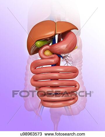 Drawing - 3d rendered illustration of human liver illustration. Fotosearch