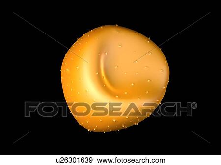 Aconite anther and pollen, computer illustration. View Large Illustration Stock Illustration - Aconite anther and pollen, computer illustration.. Fotosearch