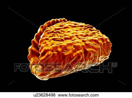 Alstroemeria anther and pollen, computer illustration. View Large Illustration Stock Illustration - Alstroemeria anther and pollen, computer illustration.. Fotosearch