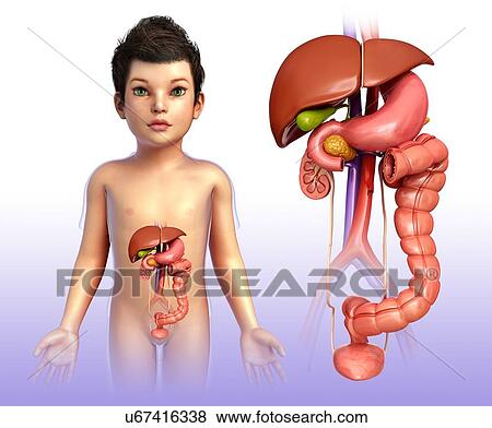 Stock Illustration - Anatomy of a boy, computer illustration.. Fotosearch