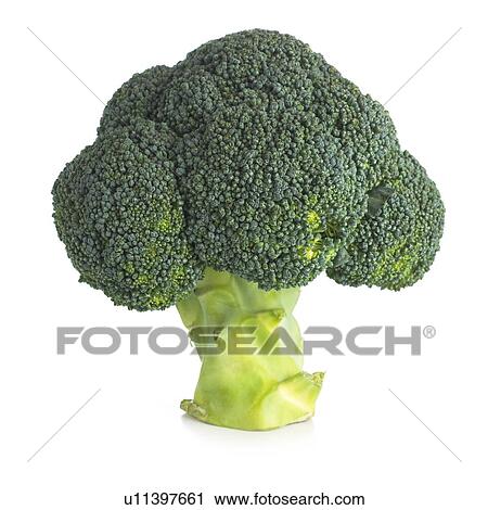 Broccoli against a white background. View Large Illustration Clip Art - Broccoli against a white background.. Fotosearch