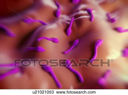 Drawing - Clostridium tetani bacterium, computer illustration.. Fotosearch