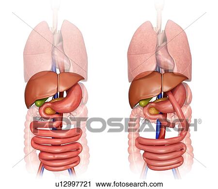 Computer illustration of the abdomen before (left) and after (right) a gastric bypass. View Large Illustration Clip Art - Computer illustration of the abdomen before (left) and after (right) a gastric bypass.. Fotosearch