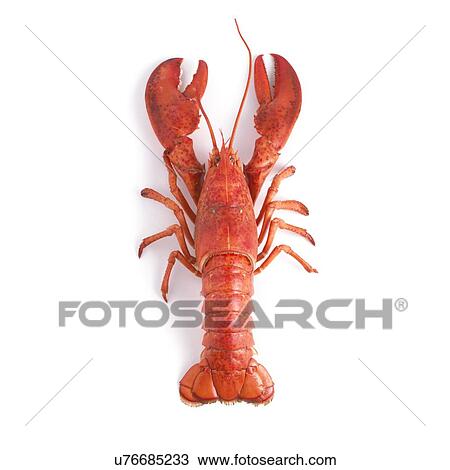 Cooked lobster. View Large Illustration Drawing - Cooked lobster.. Fotosearch