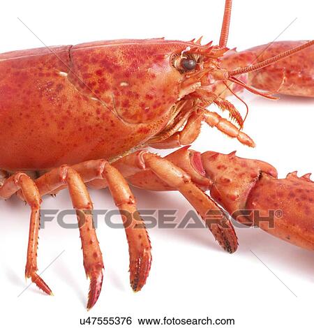 Cooked lobster. View Large Illustration Stock Illustration - Cooked lobster.. Fotosearch