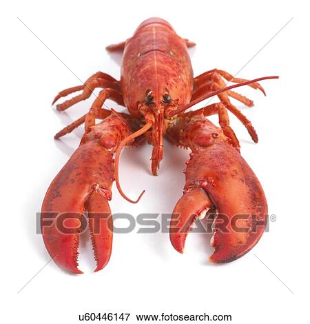 Stock Illustration - Cooked lobster.. Fotosearch