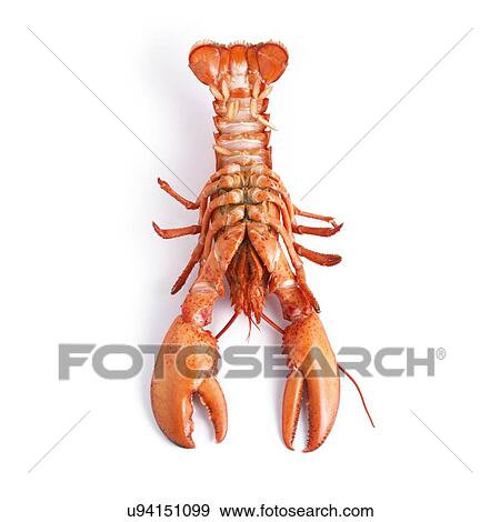 Cooked lobster. View Large Illustration Stock Illustration - Cooked lobster.. Fotosearch