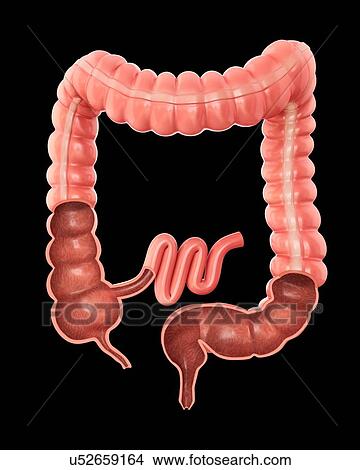 Cross section of a human large intestine, computer illustration. View Large Illustration Stock Illustration - Cross section of a human large intestine, computer illustration.. Fotosearch