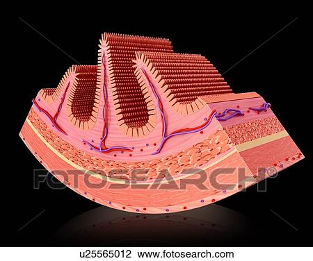 Drawing - Cross section of a human small intestine showing the villi, computer illustration.. Fotosearch