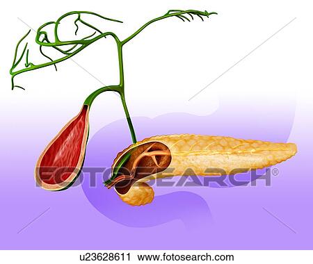 Clip Art - Cross section of human pancreas and gall bladder, computer artwork.. Fotosearch