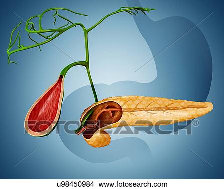 Cross section of human pancreas and gall bladder computer artwork. View Large Illustration Stock Illustration - Cross section of human pancreas and gall bladder computer artwork.. Fotosearch