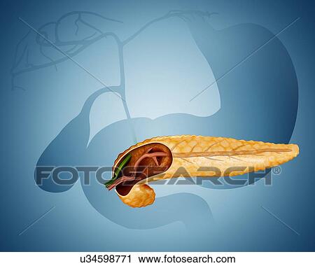 Clip Art - Cross section of human pancreas, computer artwork.. Fotosearch