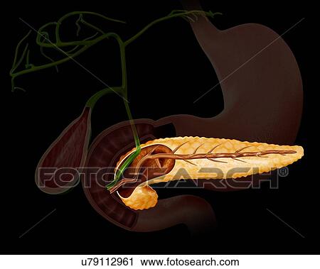 Clip Art - Cross section of human pancreas, computer artwork.. Fotosearch