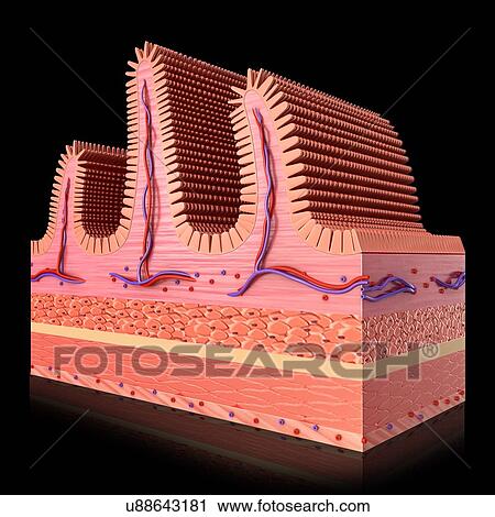 Cross section of human small intestinal wall, computer illustration. View Large Illustration Clip Art - Cross section of human small intestinal wall, computer illustration.. Fotosearch