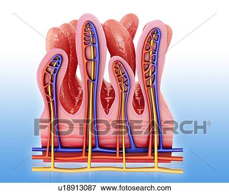 Stock Illustration - Cross section of human small intestinal wall, computer illustration.. Fotosearch