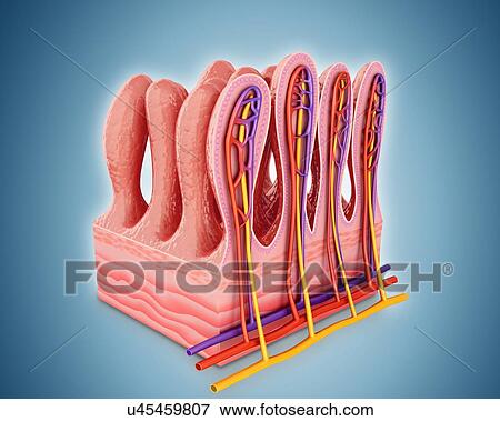 Stock Illustration - Cross section of human small intestinal wall, computer illustration.. Fotosearch